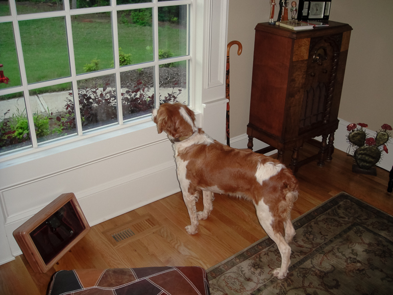 Maddie pointing a rabbit from our Study.