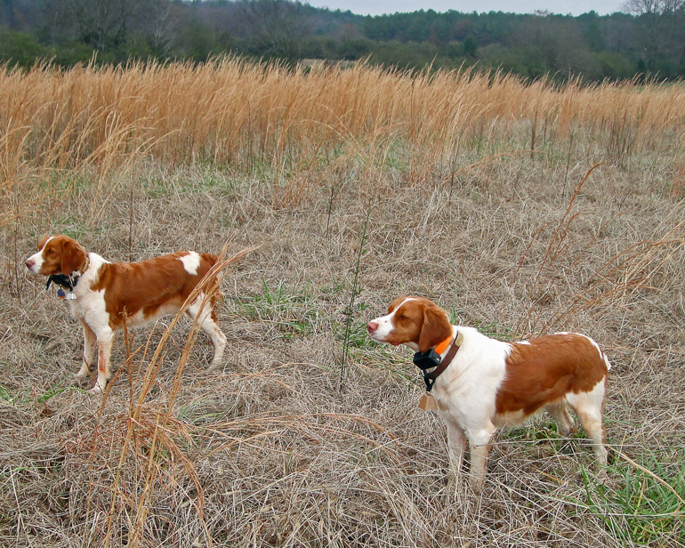 Maddie & Copper on point.