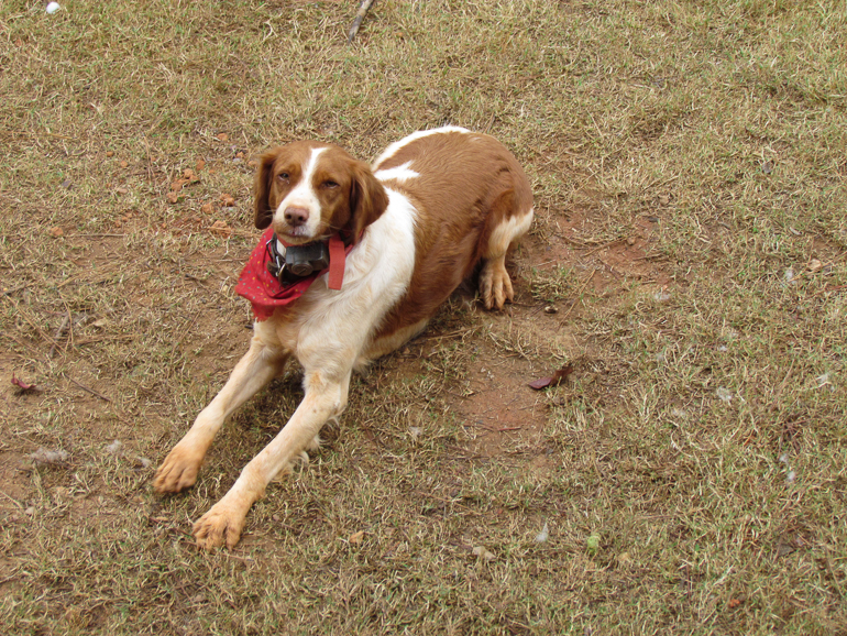 Copper (Photo by Grant Kish)