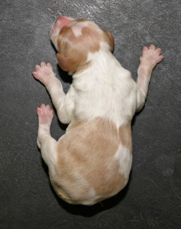 Copper, 2 days old