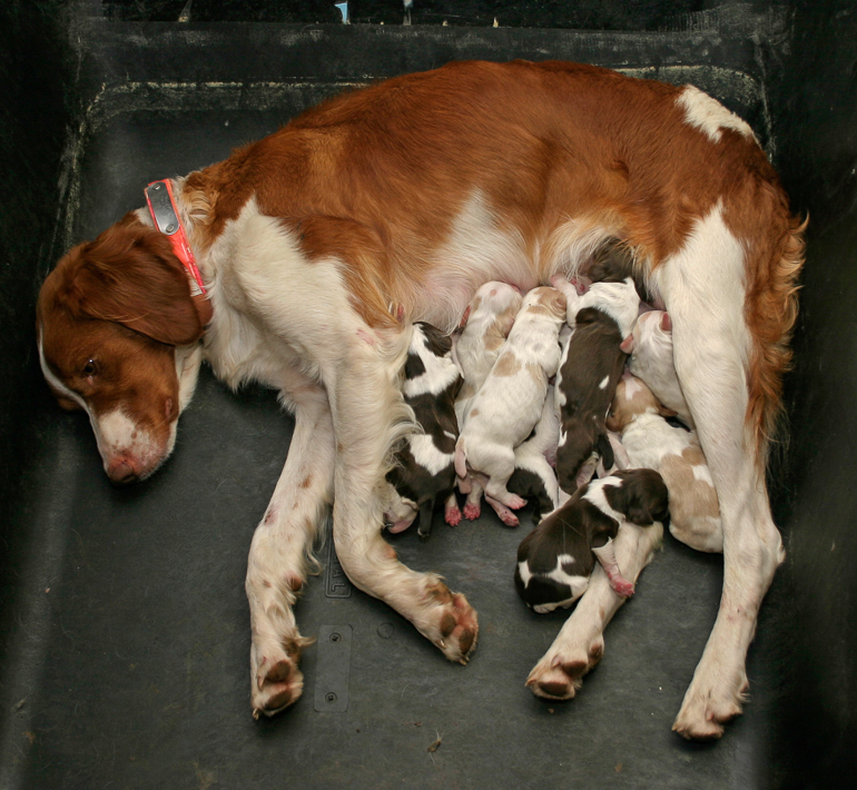 Maddie and her second litter.