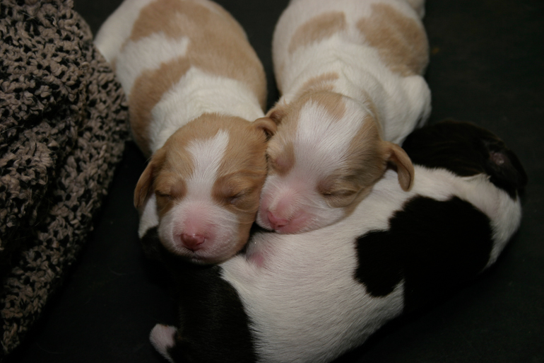 Copper, far left, 8 days old