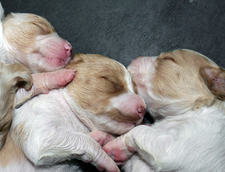 Copper, center, 13 days old