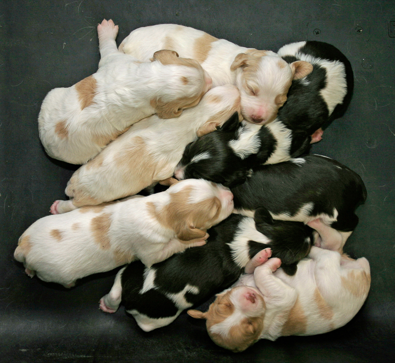 Maddie's second litter