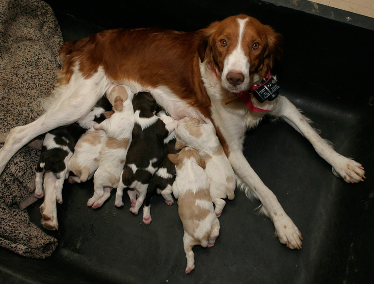 Maddie and her second litter (Copper nearest puppy).