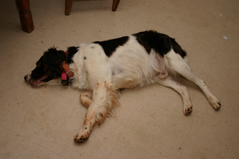 Newt enjoying the air conditioning on hot Alabama summer day.