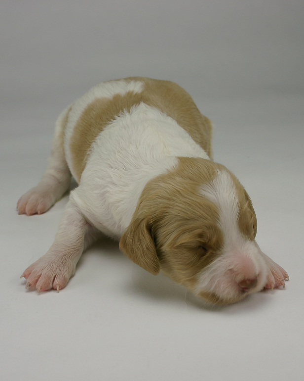 Copper, 13 days old