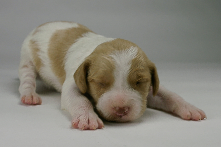 Copper, 13 days old