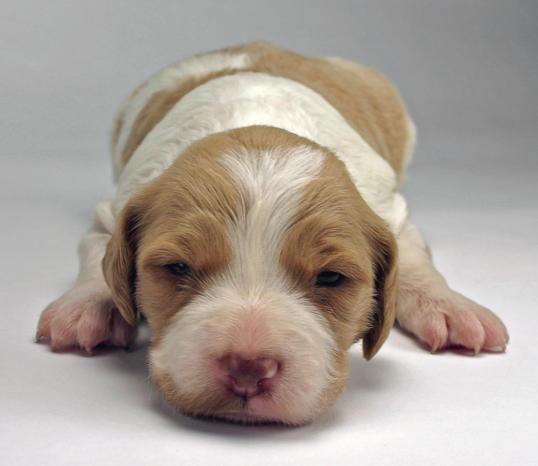 Copper opened her eyes at 17 days old.