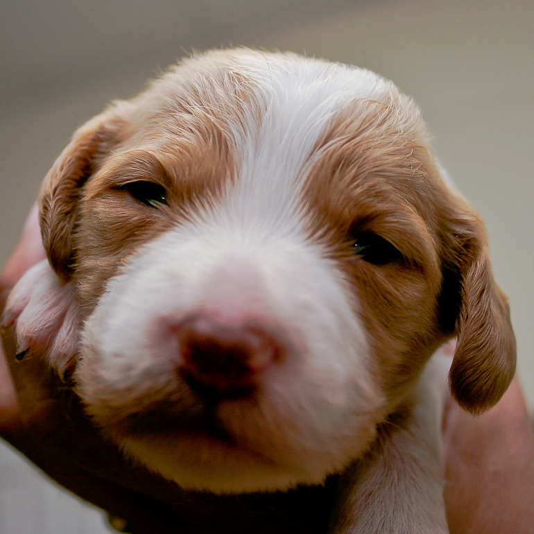 Copper opened her eyes at 17 days old.