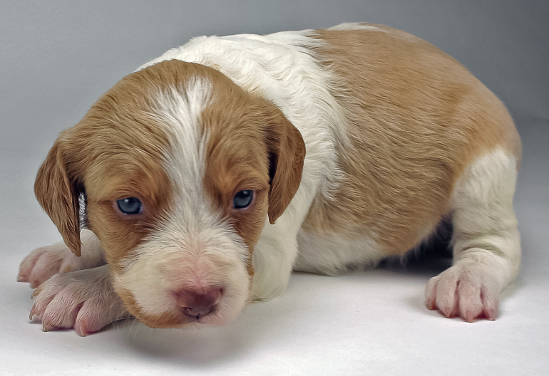 Copper, 26 days old