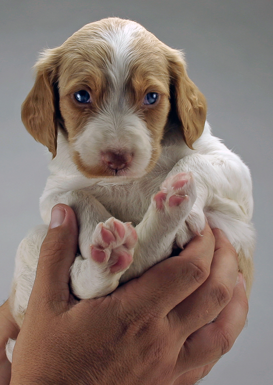 Copper, 5 weeks old.