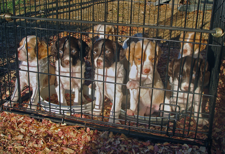 Maddie's second litter, Copper back row, far right.