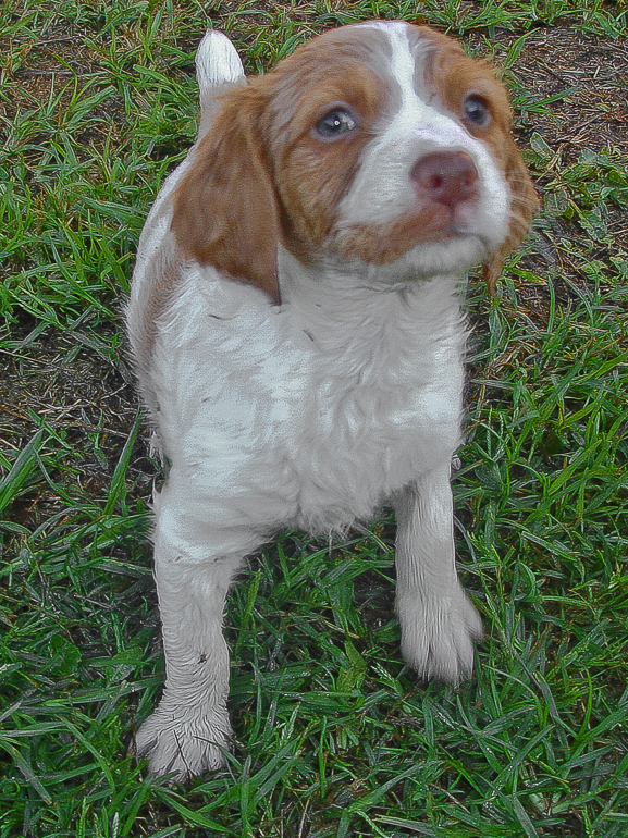 Copper, 6 weeks old.