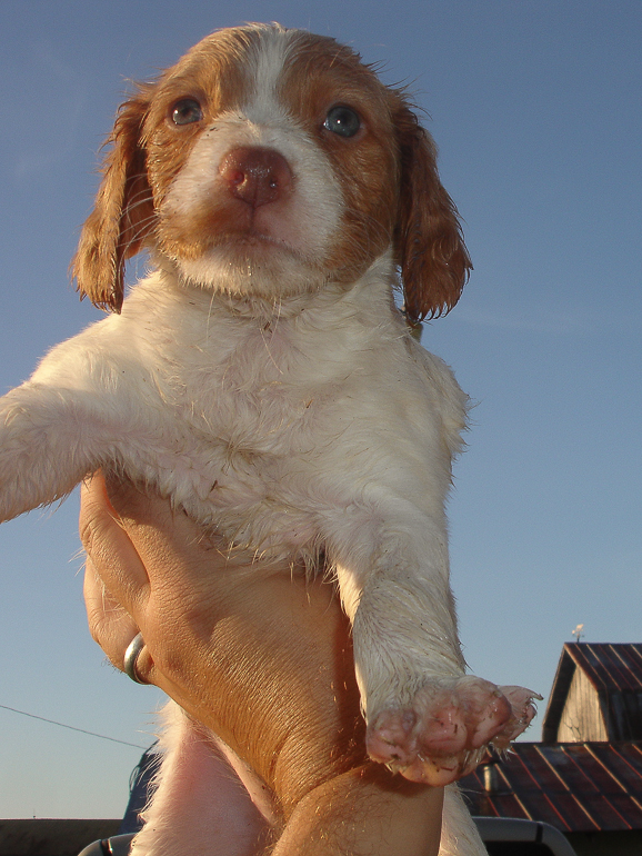 Copper, 6 weeks old.