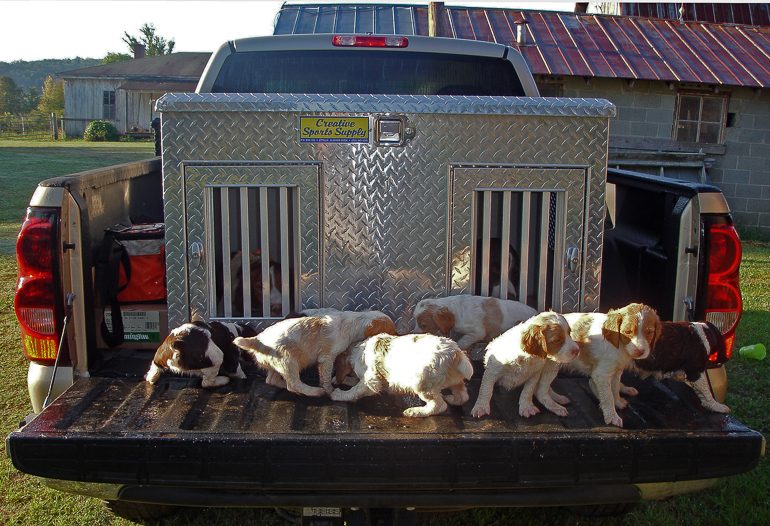 Maddie's second litter, Copper second from right.