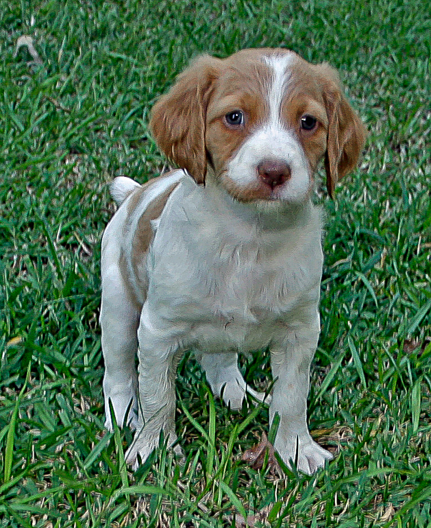 Copper, 6 weeks old. weeks old. weeks old.