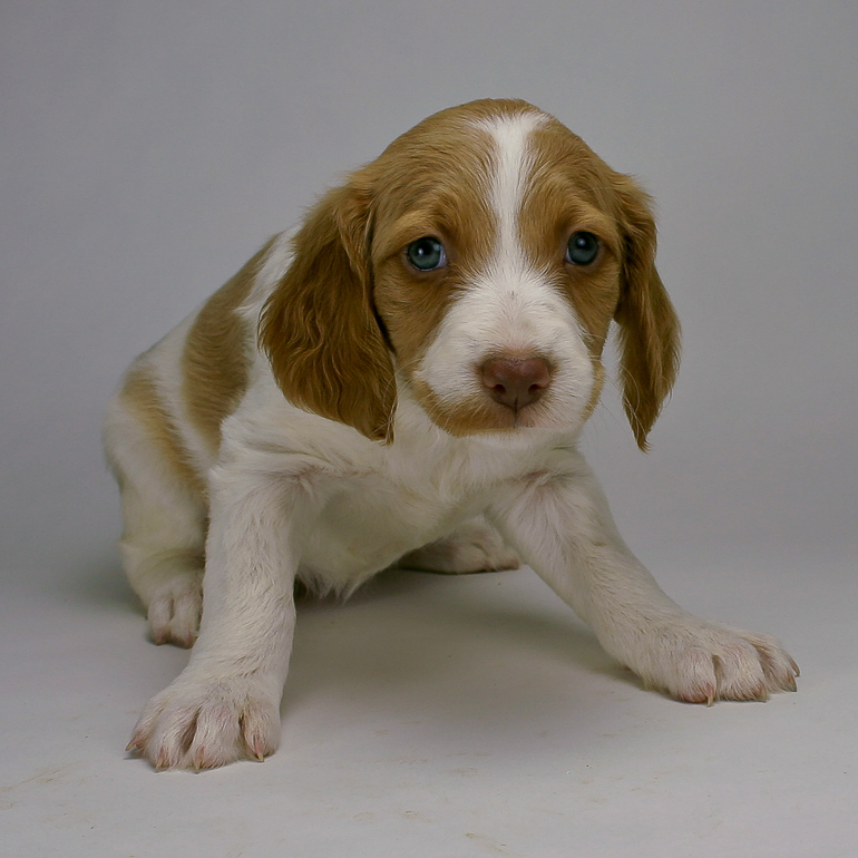 Copper, 6 weeks old. weeks old.