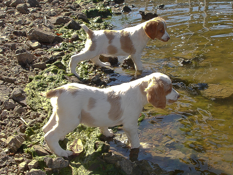 Copper (far puppy), 7 weeks old