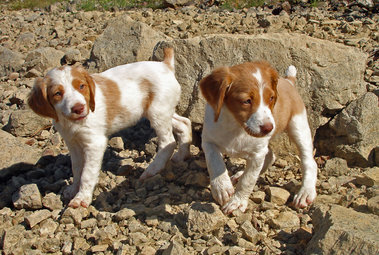 Copper (right), 7 weeks old