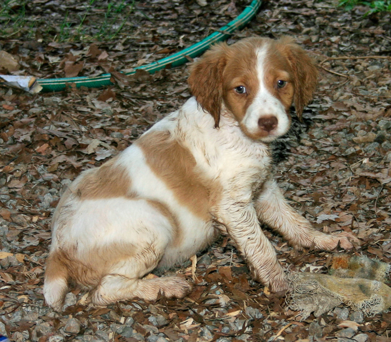 Copper, 7 weeks old.