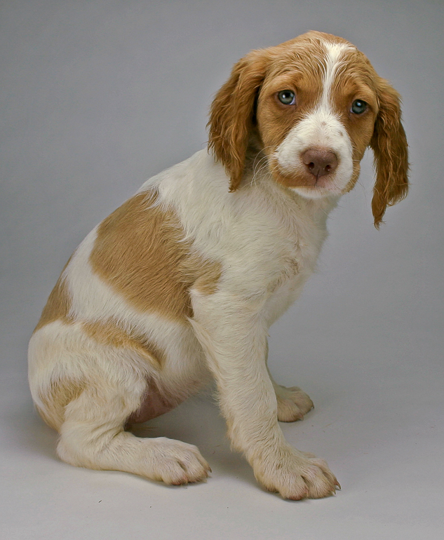 Copper, 8 weeks old