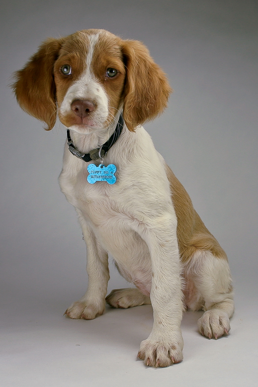 Copper, 9 weeks old.