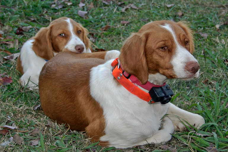 Copper & Maddie