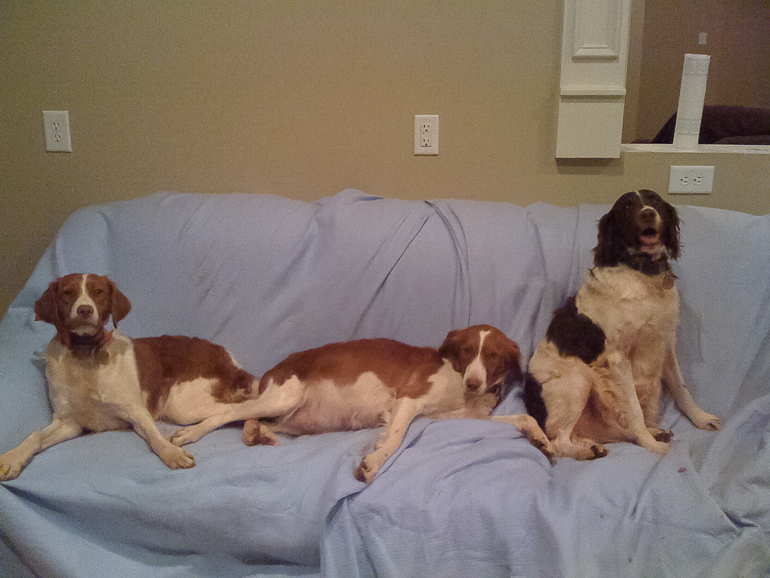 Copper, Maddie (about to burst with puppies) & Kelly