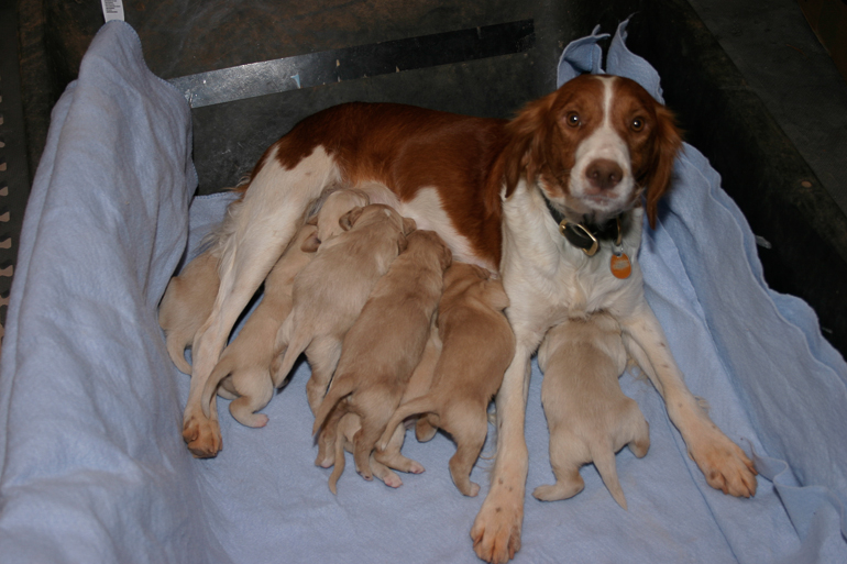 Maddie and her last litter