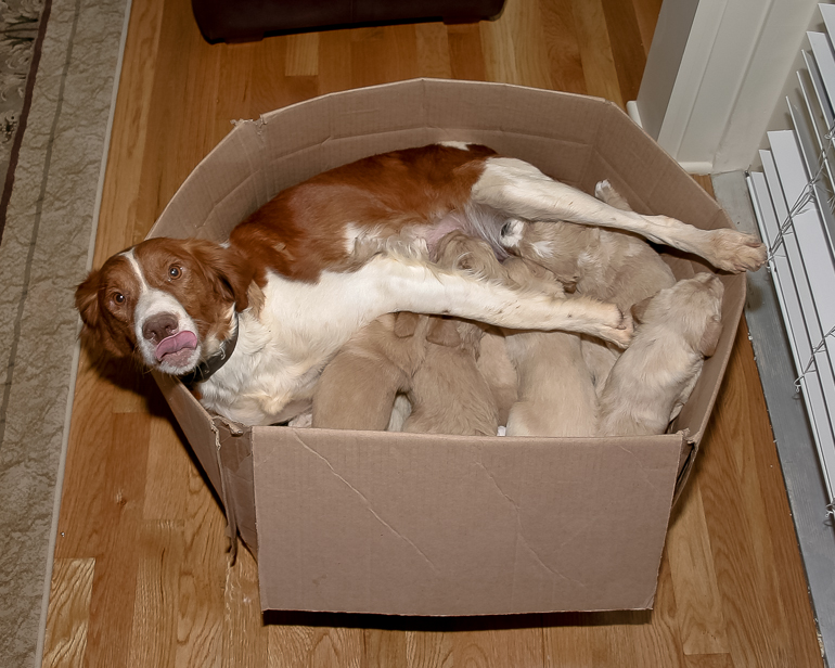 Maddie and her pups