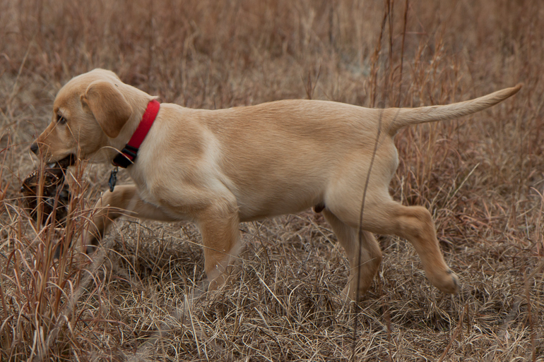 Max and his first quail.