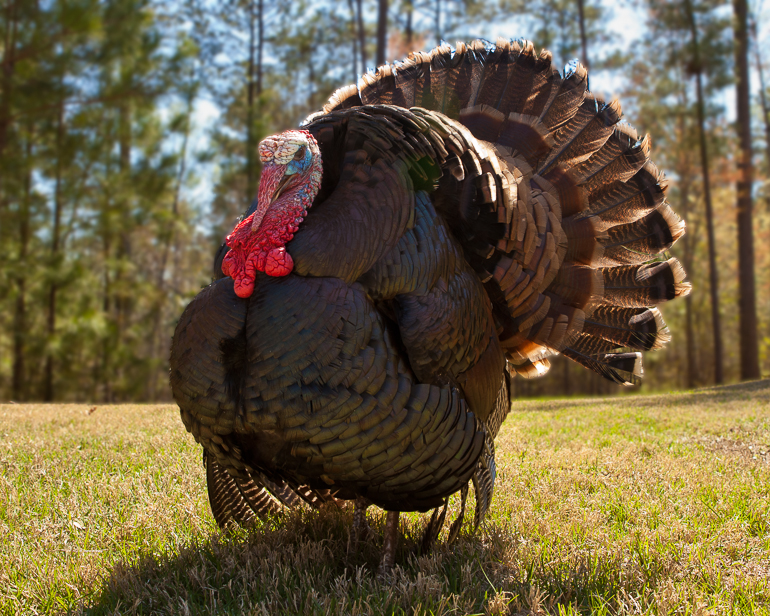 Mr. Turkey